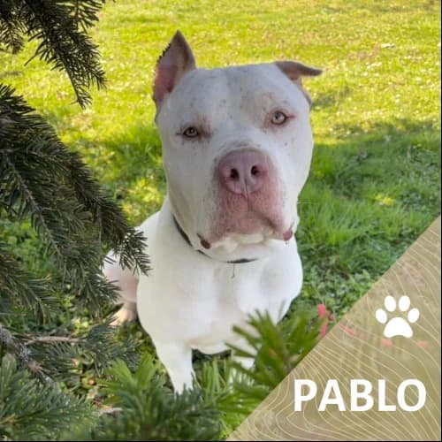 Adopter un de nos pensionnaires photo 3