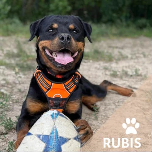 Adopter un de nos pensionnaires photo 2