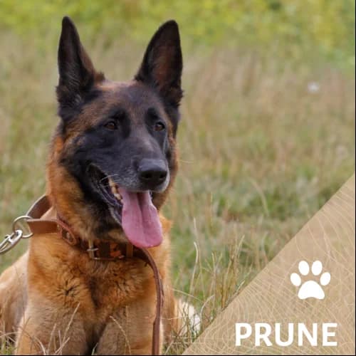 Adopter un de nos pensionnaires photo 3