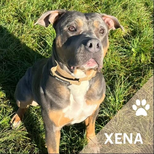 Adopter un de nos pensionnaires photo 4