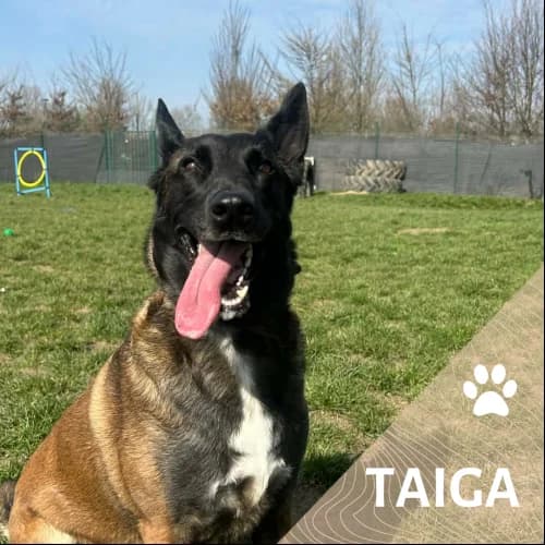 Adopter un de nos pensionnaires