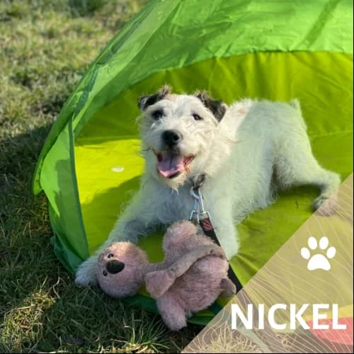 Adopter un de nos pensionnaires photo 4