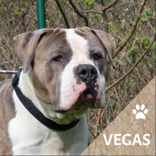 Adopter un de nos pensionnaires