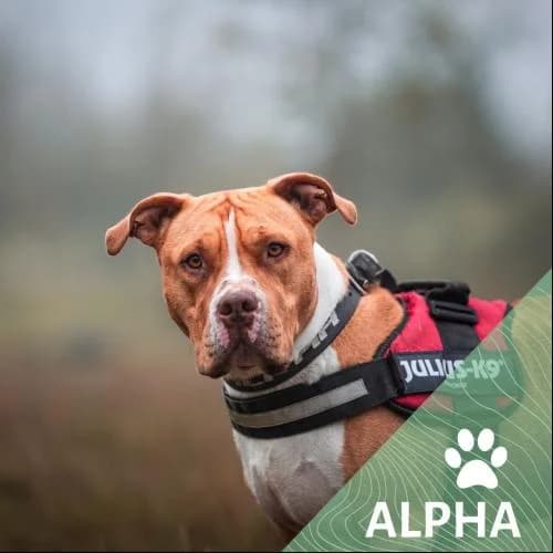 Adopter un de nos pensionnaires photo 2