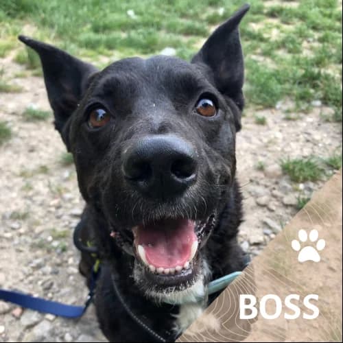 Adopter un de nos pensionnaires photo 3