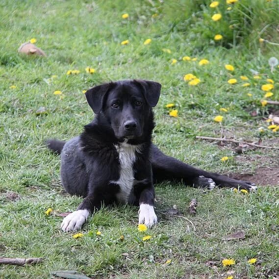 Taizen, brown_chocolate male mixed breed for adoption at 30 Millions d'Amis, Paris