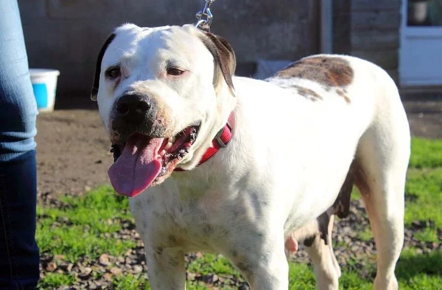 Orane, female puppy American Bulldog for adoption at 30 Millions d'Amis, Paris