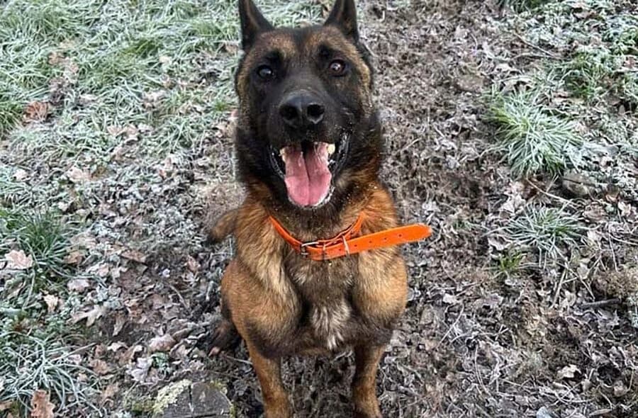 Thyrion, Belgian Malinois (30 Millions d'Amis)