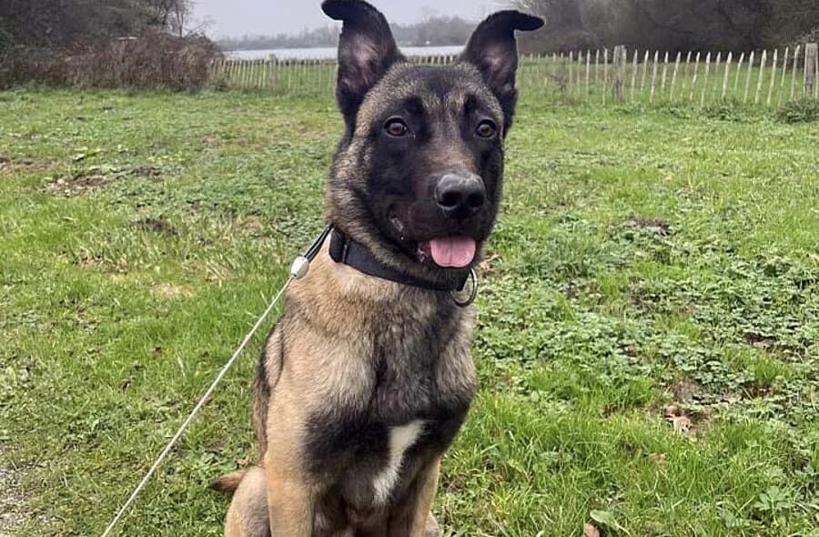 Zeus, male puppy Belgian Malinois for adoption at 30 Millions d'Amis, Paris