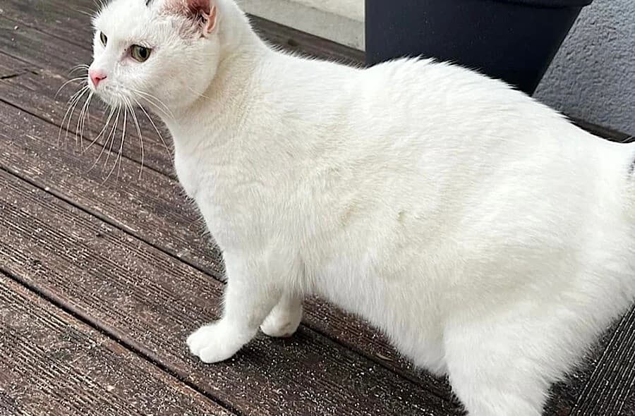 Simba,  (30 Millions d'Amis)