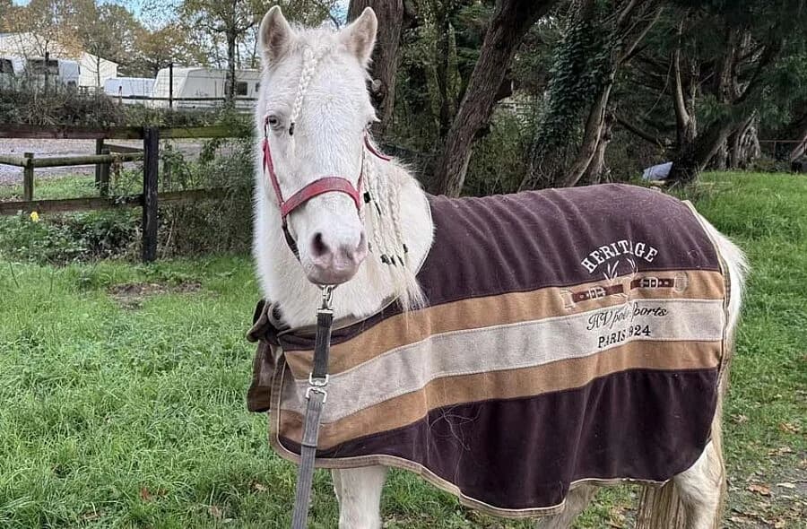 Gipsy, female 4yo Equine for adoption at 30 Millions d'Amis, Paris