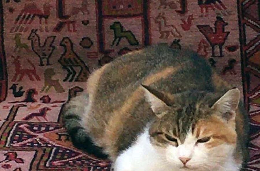 Causette,  (30 Millions d'Amis)