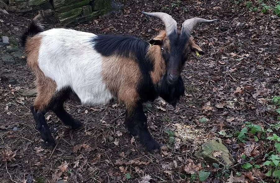 Swamp, male Equine for adoption at 30 Millions d'Amis, Paris