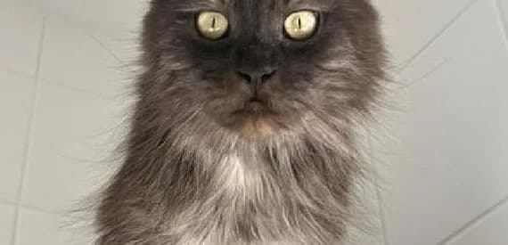 Valentin, grey tabby male mixed breed for adoption at 30 Millions d'Amis, Paris