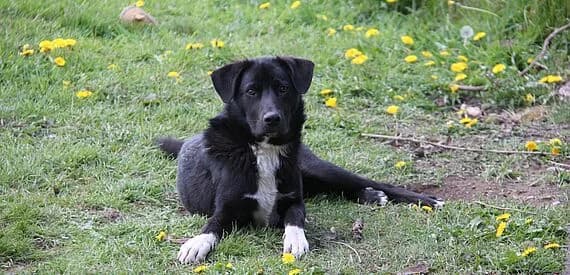 Balou, male 4yo mixed breed for adoption at 30 Millions d'Amis, Paris