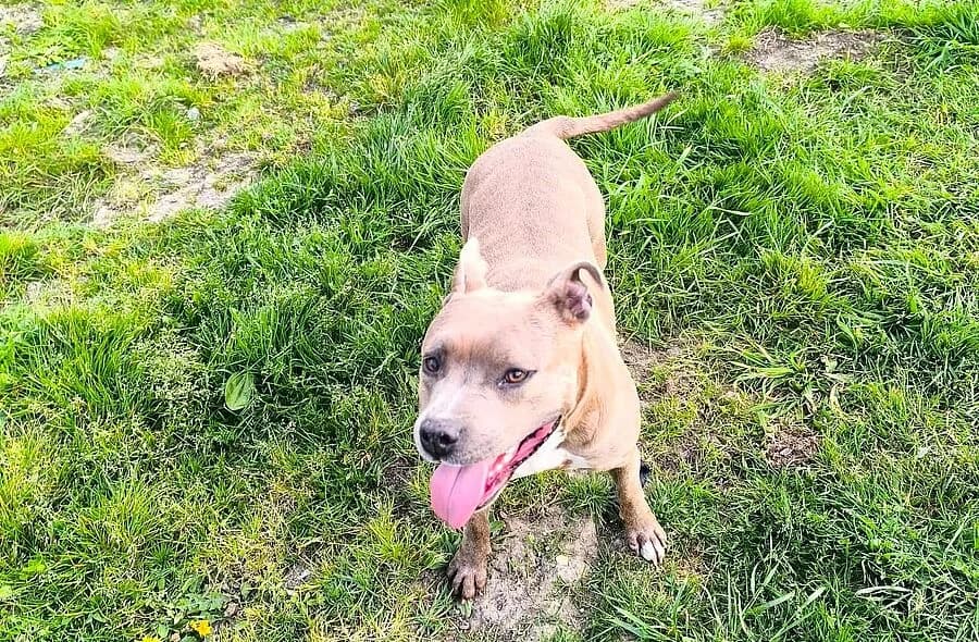 Tasha, female puppy American Staffordshire Terrier for adoption at 30 Millions d'Amis, Paris
