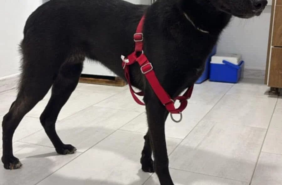 Pimousse, male puppy Mixed Breed for adoption at 30 Millions d'Amis, Paris