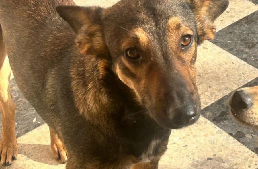 Stitch, black and tan male Mixed Breed for adoption at 30 Millions d'Amis, Paris