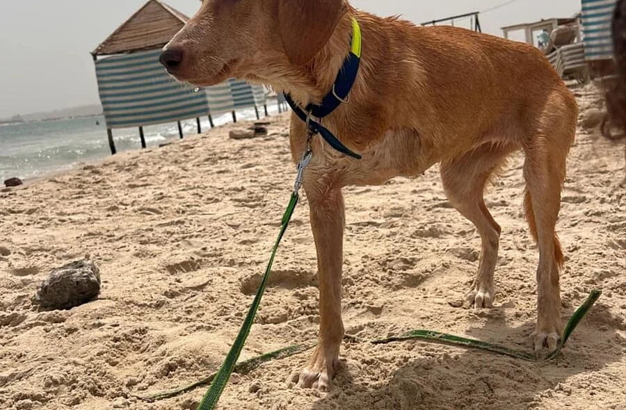 Warda, unknown female Mixed Breed for adoption at 30 Millions d'Amis, Paris