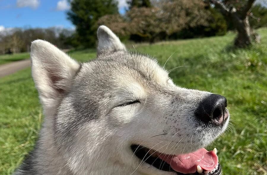 Simba, male 4yo Husky for adoption at 30 Millions d'Amis, Paris