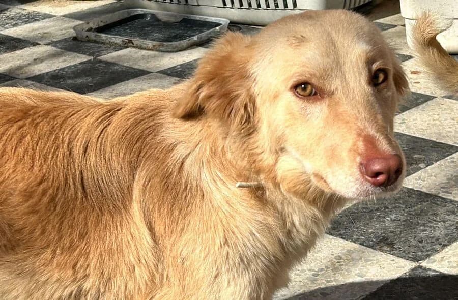 Bella, female 4yo Golden Retriever for adoption at 30 Millions d'Amis, Paris