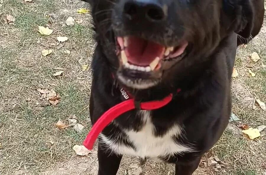 Flaffy, female Mixed Breed for adoption at 30 Millions d'Amis, Paris