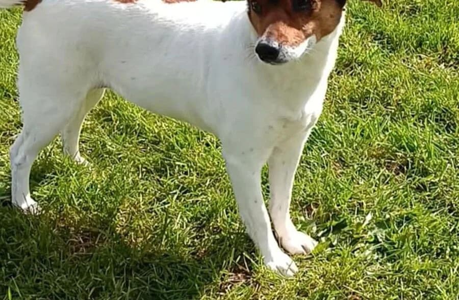 Maya, female 4yo Jack Russell Terrier for adoption at 30 Millions d'Amis, Paris