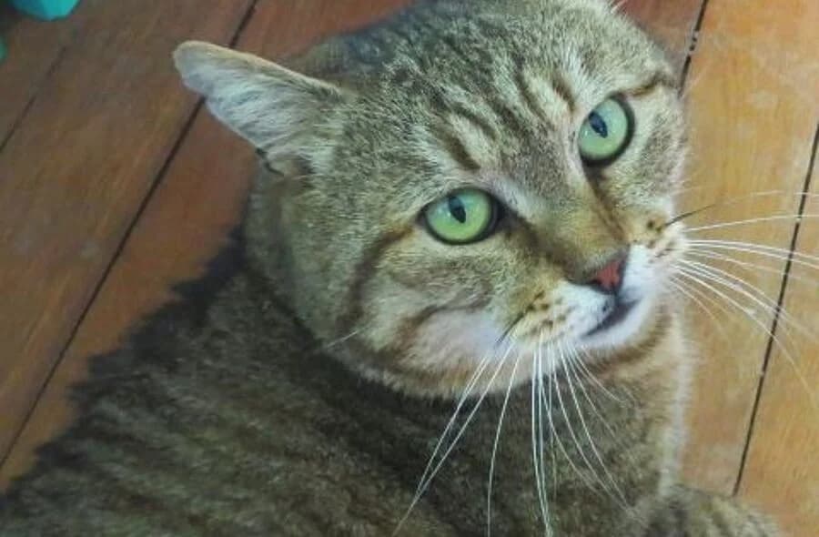 Pumba, male 4yo mixed breed for adoption at 30 Millions d'Amis, Paris