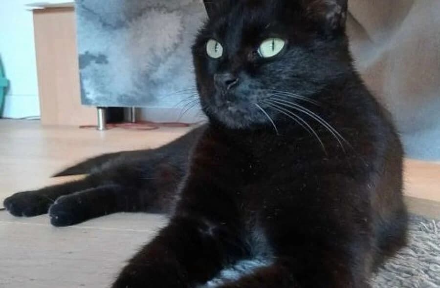 Nanette,  (30 Millions d'Amis)