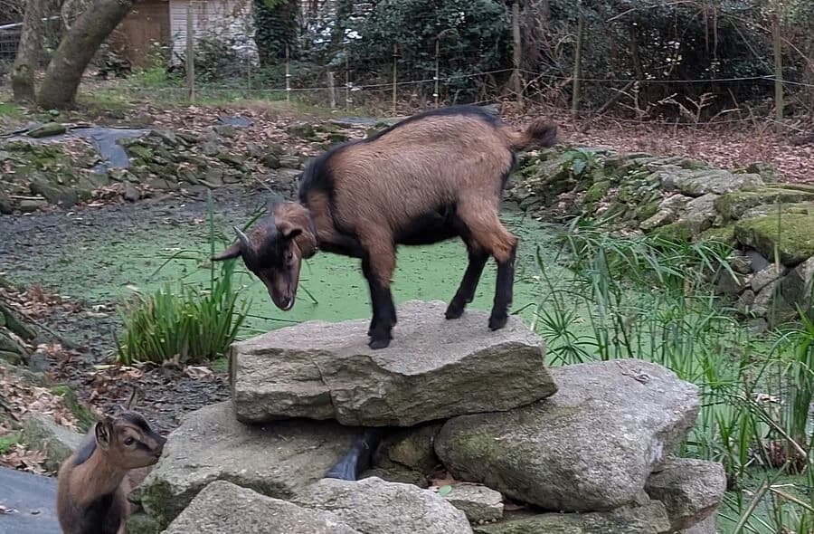 Boulette, male Equine for adoption at 30 Millions d'Amis, Paris