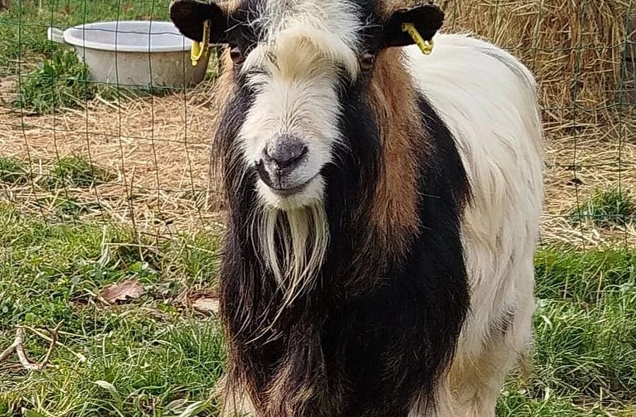 Megadeth, male Mixed Breed for adoption at 30 Millions d'Amis, Paris