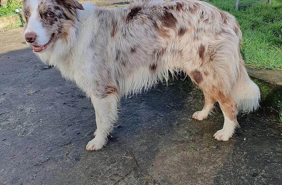 Vegas, male 4yo Border Collie for adoption at 30 Millions d'Amis, Paris
