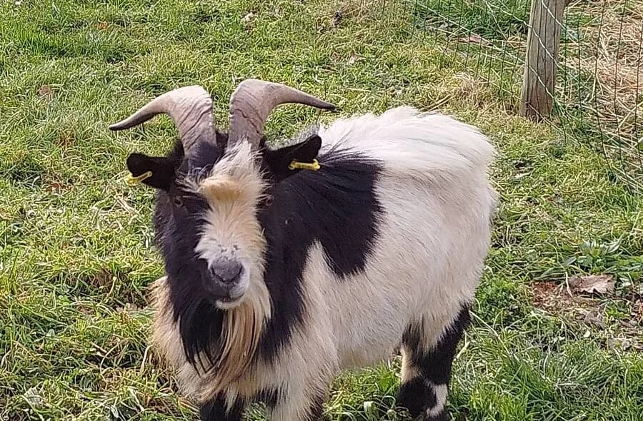 Neurosis, male 4yo Mixed Breed for adoption at 30 Millions d'Amis, Paris