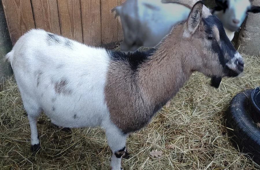 Sepultura, female 4yo Mixed Breed for adoption at 30 Millions d'Amis, Paris
