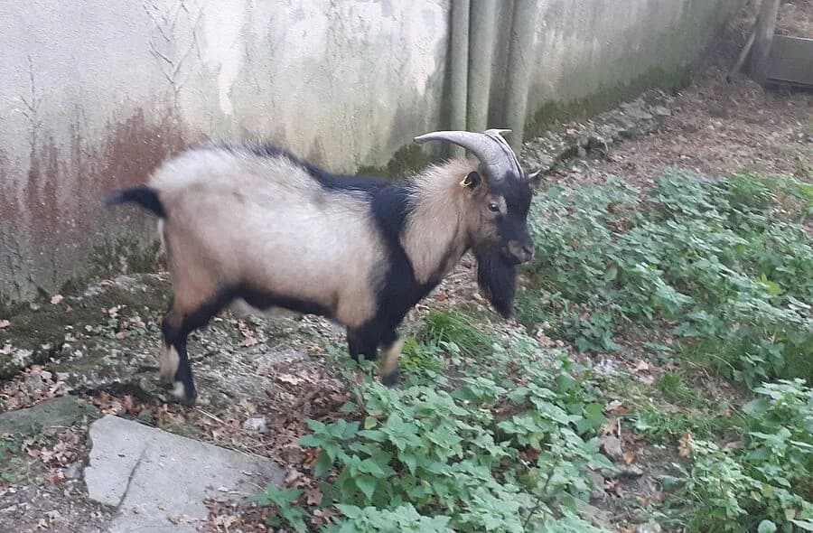 Themis, male 4yo Mixed Breed for adoption at 30 Millions d'Amis, Paris