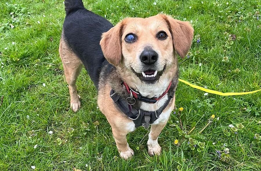 Arya, female 4yo Beagle for adoption at 30 Millions d'Amis, Paris