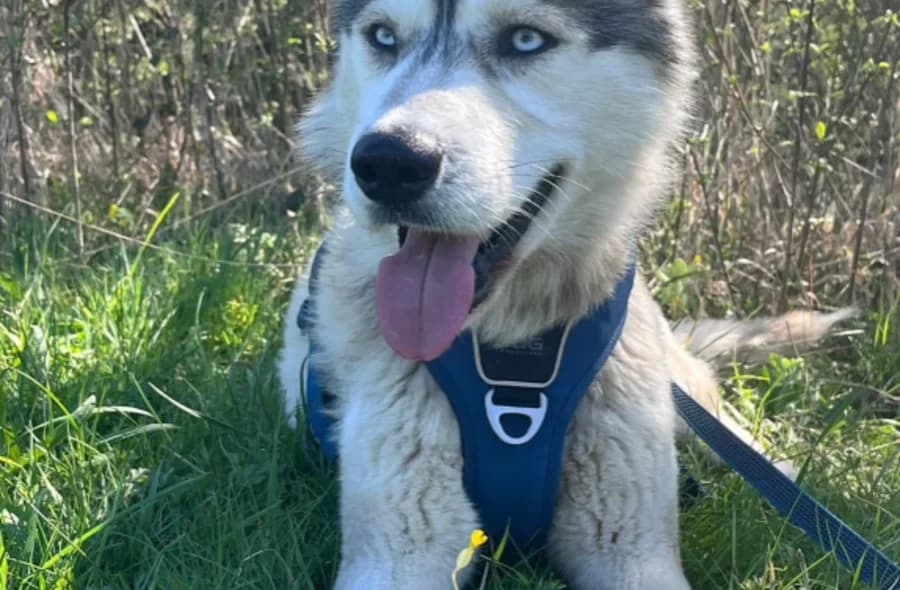 Vasko, male puppy Husky for adoption at 30 Millions d'Amis, Paris