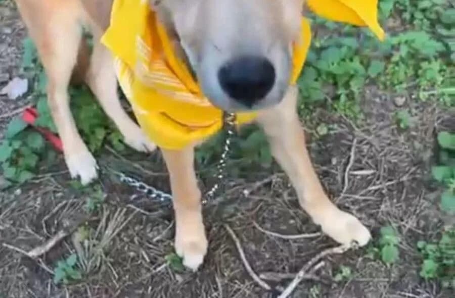 Cassie, female puppy mixed breed for adoption at 30 Millions d'Amis, Paris