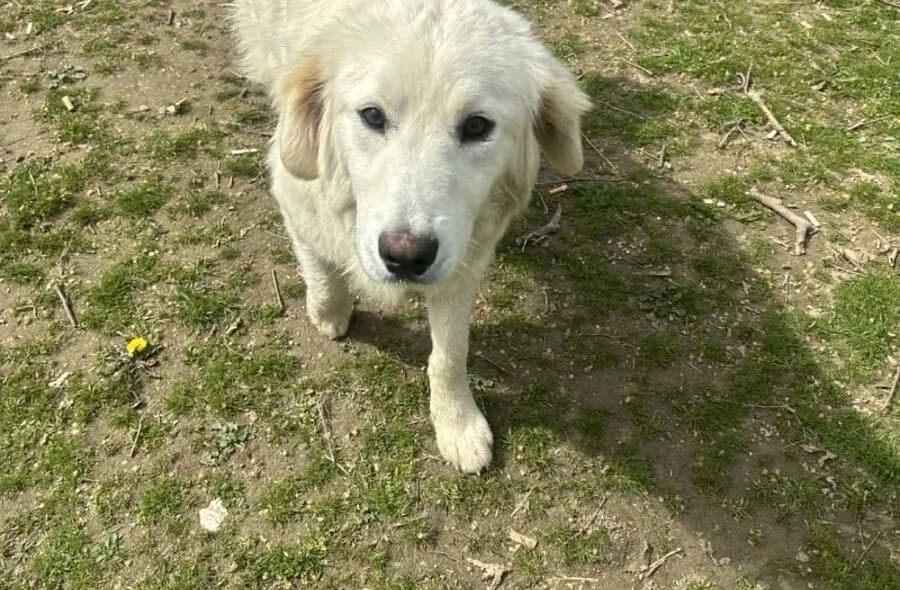 Bubo, male Golden Retriever for adoption at Paris