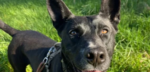 Bubo, male Golden Retriever for adoption at 30 Millions d'Amis, Paris — photo 2 of 5