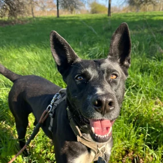 Bubo, male Golden Retriever for adoption at 30 Millions d'Amis, Paris — photo 3 of 5