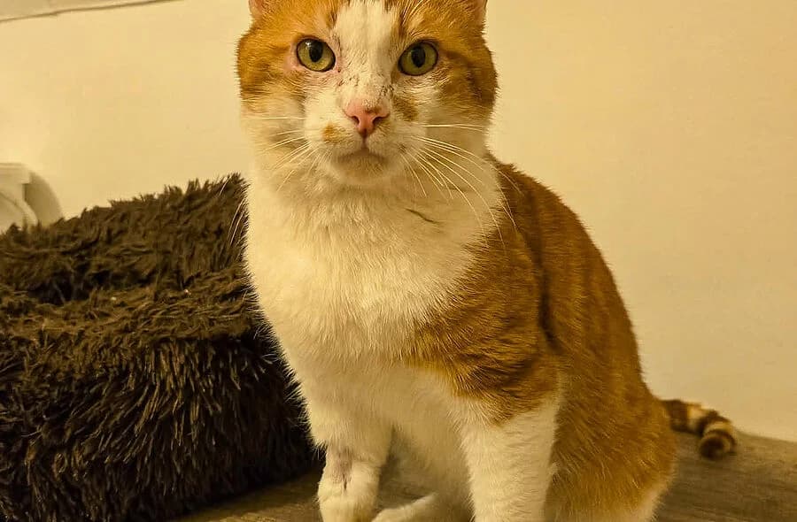Gaspard,  (30 Millions d'Amis)