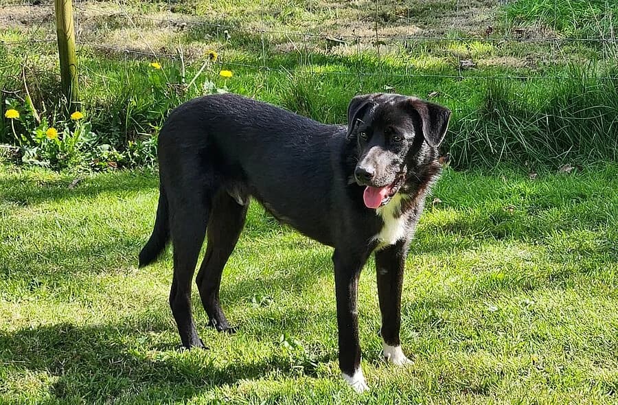 Bonzo, male Border Collie for adoption at 30 Millions d'Amis, Paris