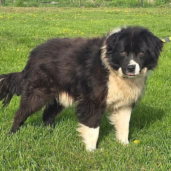 Bonzo, male Border Collie for adoption at 30 Millions d'Amis, Paris — photo 4 of 5