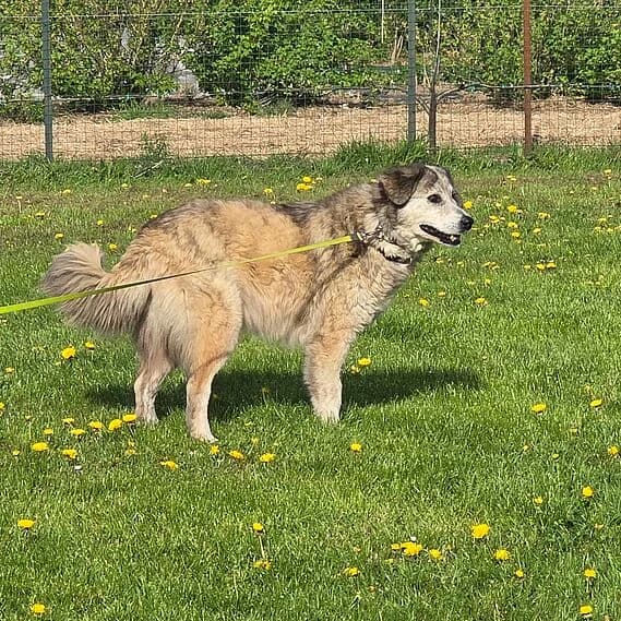 Bonzo, male Border Collie for adoption at 30 Millions d'Amis, Paris — photo 5 of 5
