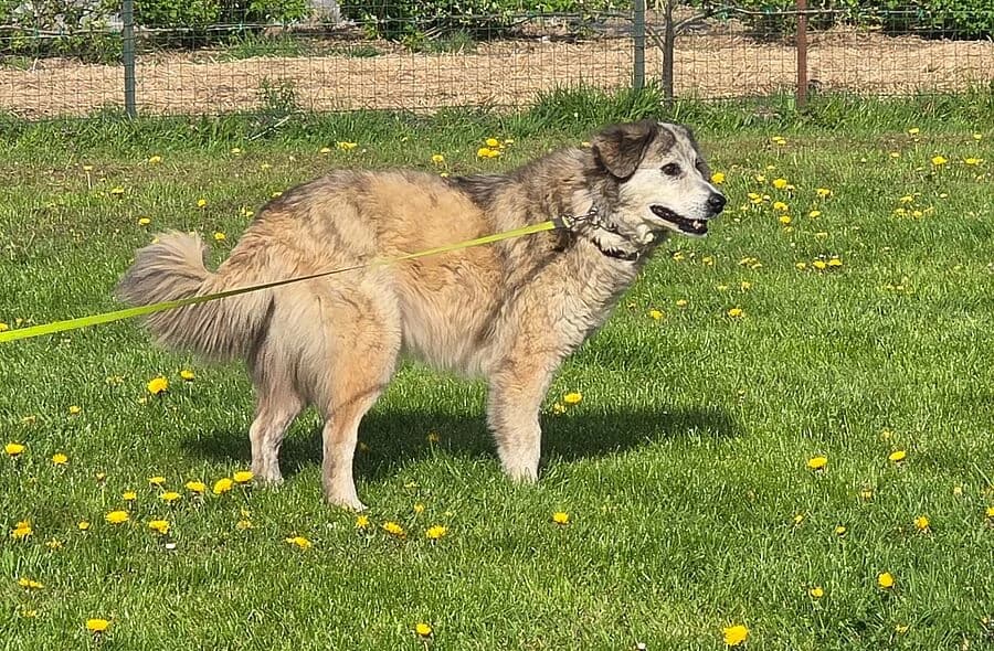 Sveska, female Mixed Breed for adoption at 30 Millions d'Amis, Paris