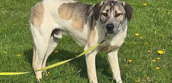 Sveska, female Mixed Breed for adoption at 30 Millions d'Amis, Paris — photo 2 of 5