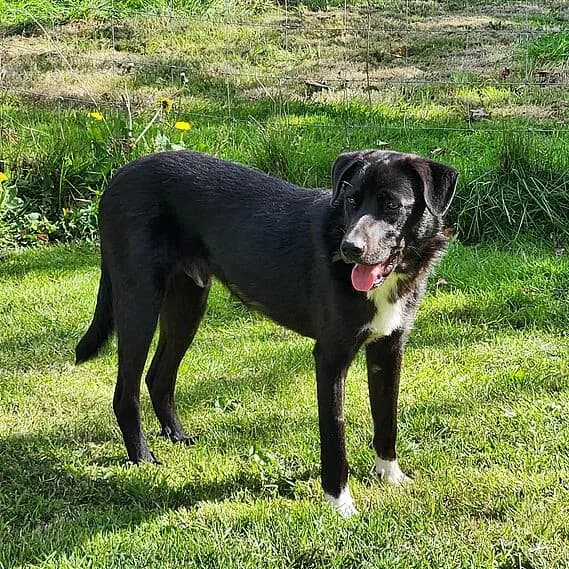 Sveska, female Mixed Breed for adoption at 30 Millions d'Amis, Paris — photo 5 of 5