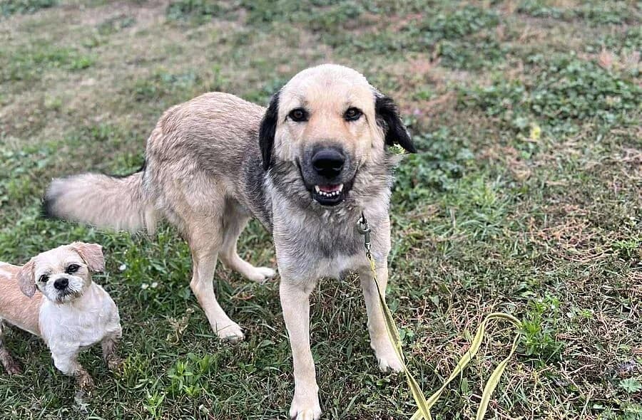 Droppy, male mixed breed for adoption at 30 Millions d'Amis, Paris
