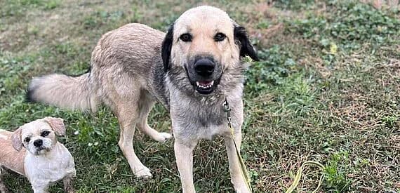 Droppy, male mixed breed for adoption at 30 Millions d'Amis, Paris — photo 2 of 5